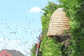 Ohne die bienenkönigin kein bienenvolk. Bienenvolk Im Drosteweg Punktlandung Im Garten Des Imkers Havixbeck Westfalische Nachrichten