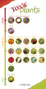 How to tell if a plant is poisonous. 9 Tips For Avoiding Poisonous Plants Upmc Healthbeat