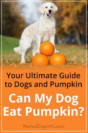 Can My Dog Eat Pumpkin Can Dogs Eat Pumpkin Dog Eating Dog Allergies Remedies