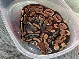 snake