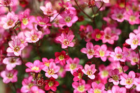 Maybe you would like to learn more about one of these? Top 9 Alpines For Beginners Alpine Garden Society