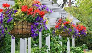 Hanging plant baskets bring an unmatched elegance to an area, be it outdoors or indoors. Choosing The Best Flowers For Hanging Baskets Gilmour