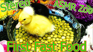 Cute Baby Ducks Eating Peas Animal Asmr Sounds Ducklings First Fast Food Baby Ducks Fast Food Cute Babies