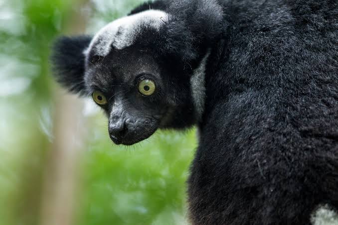 Indri lemur facts: size, habitat and their haunting calls to eachother