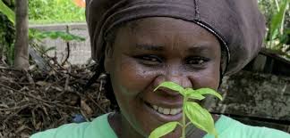 Insel wiederaufbauen nach einem Vulkanausbruch