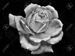 Black and white rose — stock image & photo. Single White Rose With Raindrops On A Black Background Stock Photo Picture And Royalty Free Image Image 74592611