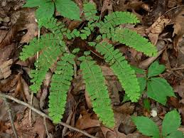 Image result for Adiantum
