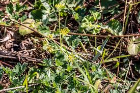 Image result for Afrosciadium