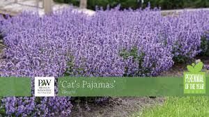 Join laura as she goes over how they are both great, but also different! Nepeta Cat S Pajamas Pp31127 Cpbraf Walters Gardens Inc