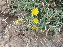 Image result for Launaea