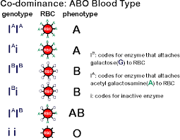 Alleles aren't always fully dominant or recessive to one another, but may instead display codominance or incomplete dominance. 4 3 Theoretical Genetics Contents 1 Assessment Statements 2 Lecture Notes 3 Slide Show 4 Online Resources 5 Reference Sites Assessment Statements Assessment Statement Obj Teacher S Notes 4 3 1 Define Genotype Phenotype Dominant Allele