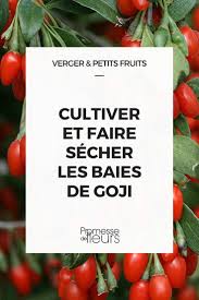 Culture Recolte Et Sechage Des Baies De Goji Baie De Goji Cultiver Jardin Therapeutique
