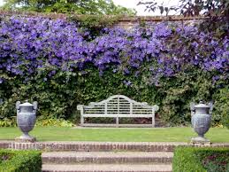 We did not find results for: Clematis In The Garden Planting Maintenance And Hibernation Clematis Interior Design Ideas Ofdesign