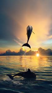 The app can be downloaded on your iphone from the itunes store for free. Tap And Get The Free App Art Creative Sky Nature Sea Water Sky Dolphin Summer Vacation Hd Iphone 6 Plus Wallpaper Animal Wallpaper Animals Dolphins