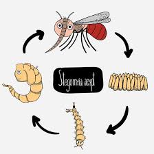 Cute Cartoon Style Case Study Of The Life Cycle Of Mosquitoes Download Free Vectors Clipart Graphics Vector Art Cute mosquito cartoon illustrations & vectors. cute cartoon style case study of the