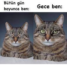 ben boyleyim qwewweqewq komikcapssayfam caps komikcapsler komikcaps turki komik capsler kedi esprileri sevimli kediler