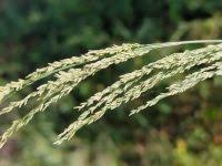 Image result for Eragrostis japonica