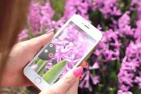 How to identify flowers from a picture. Identify Mystery Flowers And Plants With These Apps Avas Flowers