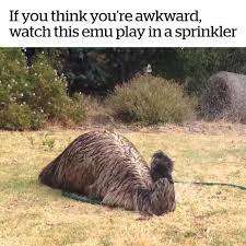 Emu Playing In A Sprinkler Happy Animals Pet Birds Cute Animals