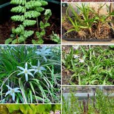 Image result for Xerophyta humilis