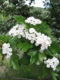 It is now promoted for these uses as well as for anxiety, high or low blood pressure, and other conditions. Snowbird Hawthorn Blue Grass Nursery Sod Garden Centres