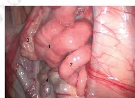 Puntambekar presents a detailed systematic approach to navigating key anatomical landmarks. Pdf Normal Laparoscopic Anatomy Of The Caprine Pelvic Cavity Semantic Scholar