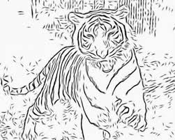 Free printable halloween cat coloring pages for toddlers. Bobcat Animal Pictures Coloring Home