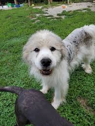 Great pyrenees dog's happy face is back