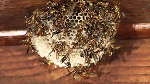 Can you provide any advice for killing bees/yellow jackets swarming around/under the. Mice Wasp Nest Under Decking Uk