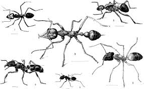 Image result for Cyperus aterrimus