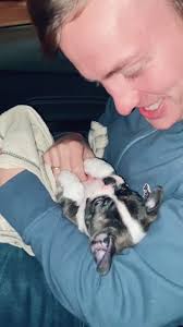 #puppy #thatsjustmybabydog #bostonterrier @selenehowellwilliams