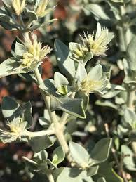 Image result for Leucosphaera bainesii