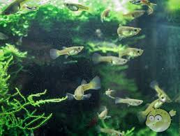 Son origine géographique se situe au venezuela dans le nord de l'amérique du sud. Endler Guppy Der Millionenfisch Nanoquarium