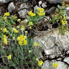 Image result for Helichrysum chasei