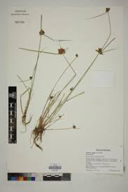 Image result for Pycreus niger