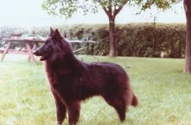 Hound beagle bearded collie beauceron bedlington terrier belgian malinois belgian sheepdog belgian shepherd belgian shepherd tervuren berger picard bernese mountain dog bichon frise biewer terrier boykin spaniel. Belgian Sheepdog Breeders Belgian Sheepdog Club Of America