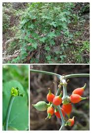 Image result for Corallocarpus triangularis