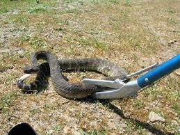 The smell of ammonia is powerful enough to deter snakes. How To Get Rid Of Snakes Snake Control Removal