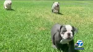 The bulldog is the national symbol of britain. Anaheim Family Devastated After 5 Bulldog Puppies Stolen Abc7 Los Angeles