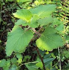Image result for Coleus hadiensis