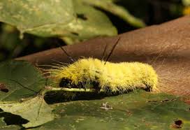 what is the species of a caterpillar best cat cute