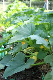 The common freezing process when freezing fresh vegetables such as summer squash is to slice the vegetables and blanch them before freezing. Ways To Freeze Squash 4 Steps With Pictures Instructables