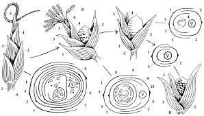 Image result for Lipocarpha nana