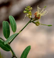 Image result for Kohautia caespitosa