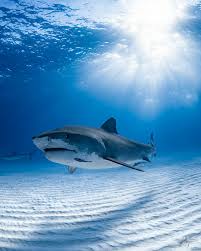 Most species have a tough skin that is dull gray in color and roughened by toothlike. Sharks Predators Of The Deep Georgia Aquarium Fear To Fascination