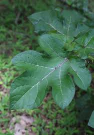 Image result for Solanum capsicoides