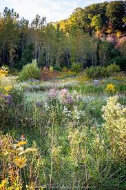 Autumn Meadow Greenfuse Photos Garden Farm Food Photography In 2020 Wild Flower Meadow Nature Aesthetic Meadow Photography