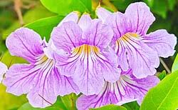 Image result for Bignonia callistegioides