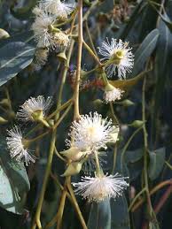 Image result for Eucalyptus citriodora