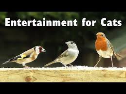 Bird Videos For Cats To Watch Online Videos For Cats To Watch One Hour Of Garden Birds Youtube Natura